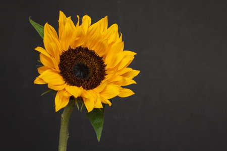 Wild sunflower on black background with copy space. Beautiful yellow flower.の写真素材