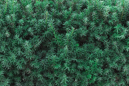 Natural coniferous green bush texture background, outdoor plantの写真素材