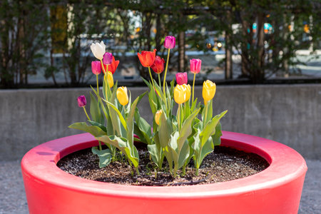 Flower bed with tulips in downtown Ottawa in Canada. Spring city view.の写真素材
