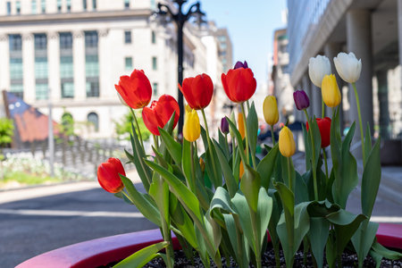 Flower bed with tulips and buildings in background in downtown Ottawa in Canada. Spring in the city.の写真素材