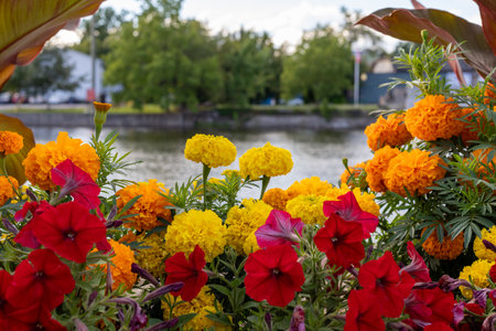 Flowers growing near river in Carleton Place in Ontario, Canada in summer. Marigolds