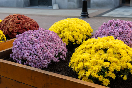 Chrysanthemum flowers in flowerbed on the street in autumnの写真素材