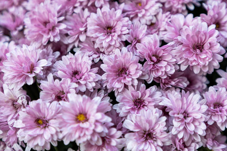 Red chrysanthemum flowers close up.