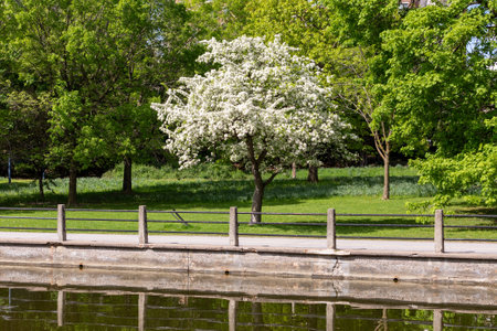 Blooming tree along the river bank in spring. Rideau Canal in Ottawa, Canada. Public park in springtime.の写真素材