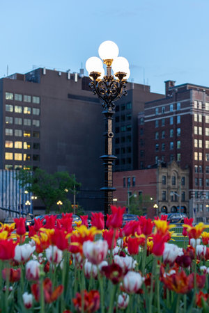 Tulips on the street of downtown Ottawa, Canada. Cityscape in spring in evening with street lights.の写真素材
