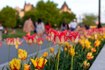 Tulips in spring. People walking in city park with flowers in evening.の写真素材