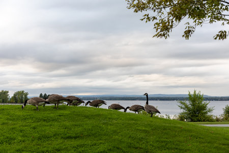 Wild Canadian geese eating grass in public park near river. A flock of wild birds. Canada goose in Andrew Haydon Park in Ottawa.の写真素材