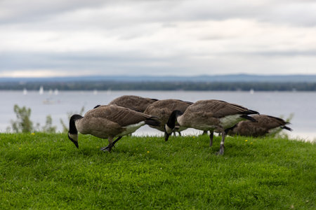 Canadian geese eating grass in public park near river. A flock of wild birds. Canada goose in Andrew Haydon Park in Ottawa.の写真素材