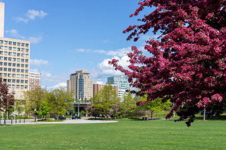 City park in downtown Ottawa in spring. Cityscape with blooming tree. Confederation park.