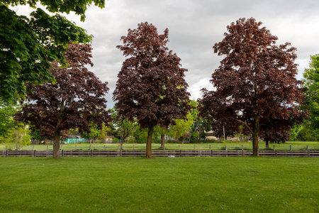 Maple trees along Rideau Canal in Smiths Falls town in Ontario, Canada in spring season.の写真素材