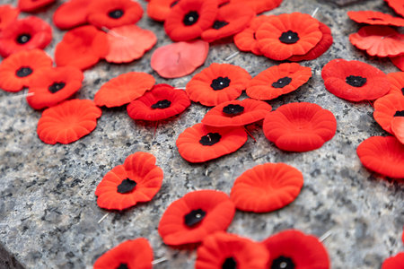 Remembrance Day red poppy flowers in Ottawa, Canadaの写真素材