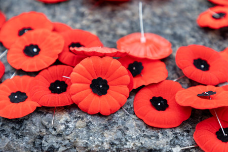 Remembrance Day red poppy flowers in Canada.の写真素材