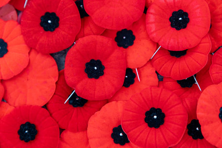 Canadian Remembrance Day red poppy flowers close up background.の写真素材
