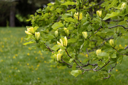 Spring magnolia buds with green leaves on branch in spring. Blooming trees in parkの写真素材