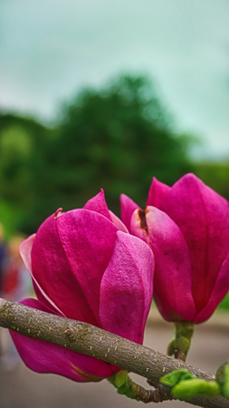 Beautiful pink flowers magnolia in a spring parkの写真素材