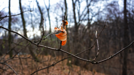 last yellow leaf on the treeの写真素材