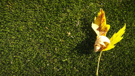 One yellow leaf on a green mossの写真素材