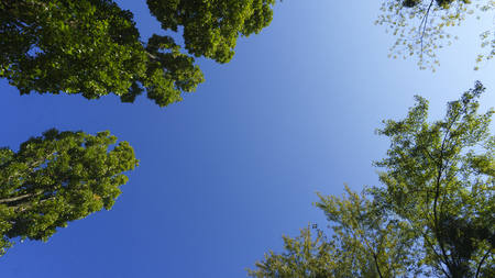 Blue sunny sky with green treesの写真素材