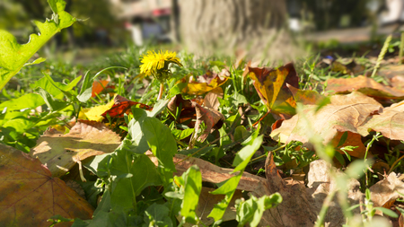 Yellow dandelion on blur backgroundの写真素材
