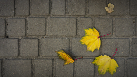 Fallen maple yellow leaves on the roadの写真素材
