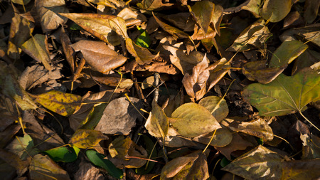 Fallen yellow orange leaves on the groundの写真素材