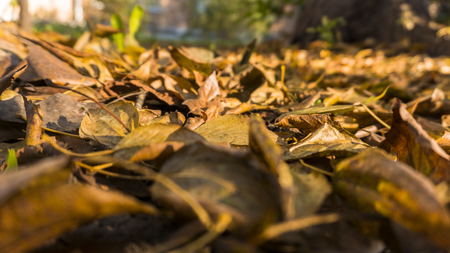 Fallen yellow orange leaves on the groundの写真素材