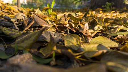 Fallen yellow orange leaves on the groundの写真素材