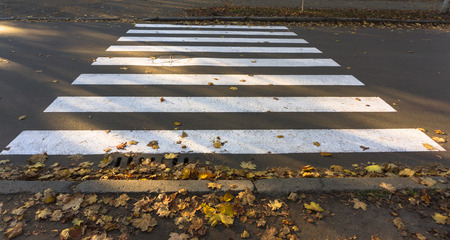 pedestrian crossing or zebra traffic leaves with yellow leavesの写真素材