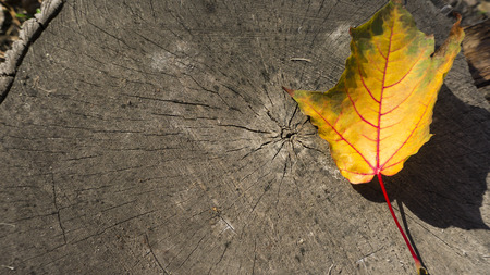 Stump tree leaf textureの写真素材