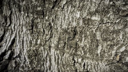 texture, texture, tree, texture, tree, texture, tree, wood, texture, structure, surface,...