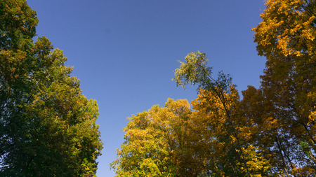 Blue sunny sky with green treesの写真素材