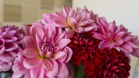 Bouquet of colorful autumn flowers dahlias. Bright pink purple flowers.の写真素材