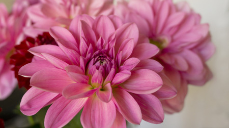 Close up pink dahlia flowersの写真素材