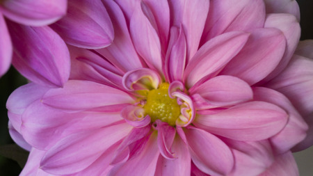 Close up macro pink dahlia flowerの写真素材