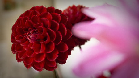 Close up macro pink and red dahlia flowerの写真素材