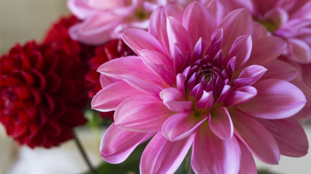 Close up macro pink and red dahlia flowerの写真素材