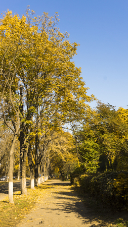 Golden autumn scene in a park, with leaves, sun shining through the trees and blue sky. Autumn forest landscape. Outdoor autumn concept. Beautiful autumn park.の写真素材