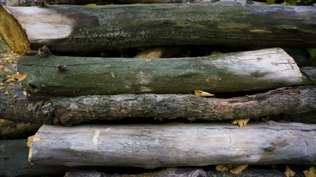 Heap of long wooden logs stacked horizontally close-up.の写真素材