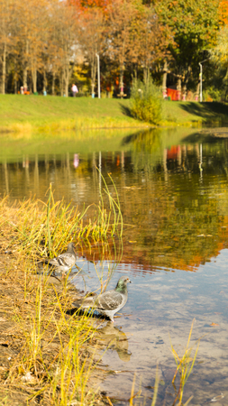 Beautiful fall colors reflect off a pond. Autumn park .の写真素材