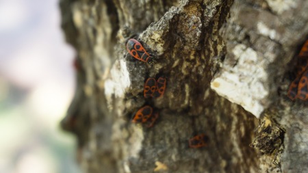 Closeup view of firebugs sitting on the bark of birch tree.の写真素材