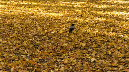 Crow walking on colorful autumn leaves in a sunny day. Close-up shot.の写真素材