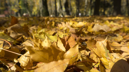 Close up view on the ground covered with fallen golden maple leaves.の写真素材