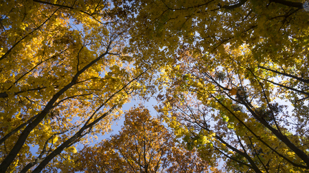 Beautiful Autumn Colorful Trees And Blue Sky View.の写真素材