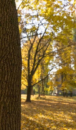 Golden autumn scene in a park, with leaves, sun shining through the trees and blue sky. Autumn forest landscape. Outdoor autumn concept. Beautiful autumn park.の写真素材