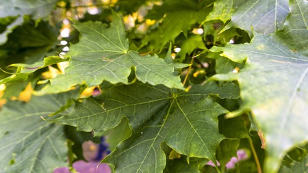 Branch of fresh green maple foliage leaves.の写真素材