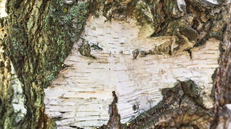 Close up of birch bark surface textureの写真素材