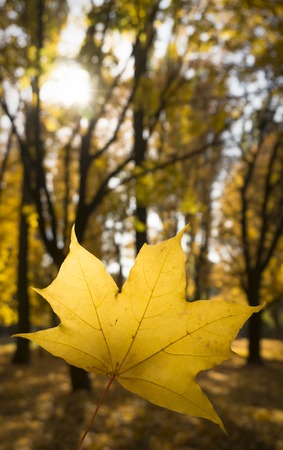 Close up hand holding a Orange or red maple leafs over blurred background.の写真素材