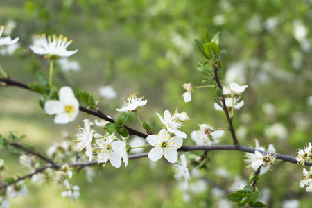 Snow-white flowers of cherrytree bloomed among young green leaves in the spring garden.の写真素材