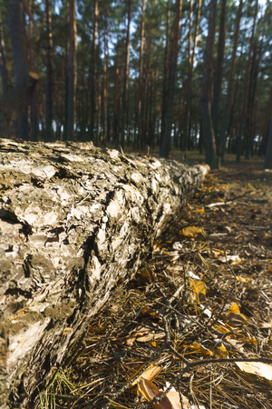 Cutting down trees. Sawn logs lying on the grass. Cleaning the park from old, sick trees.の写真素材