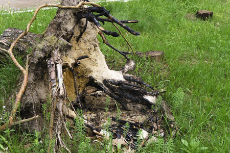 Trees cut down in forest. Tree stump with root.の写真素材